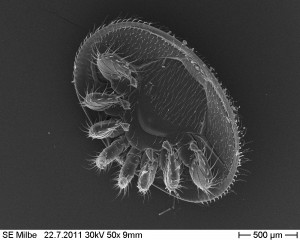 Milbe-2-300x240